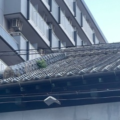 屋根に草が生えているのは大丈夫？？ - 福岡市