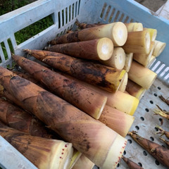 こさん竹の子　季節食材　1kg  古参竹