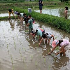 田植え体験参加者募集