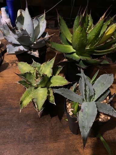 AGAVE 4品種SET