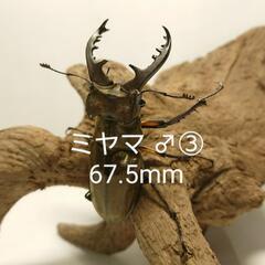 【追記】ミヤマクワガタ F1 新成虫 ♂③ 67.5mm