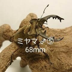 【即ブリ】ミヤマクワガタ F1 新成虫 ♂⑤ 68mm