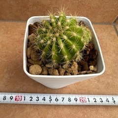 サボテン🌵