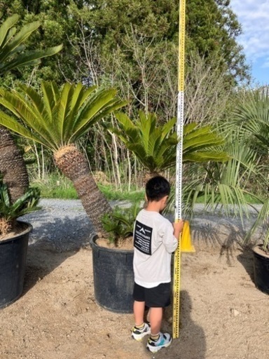 ソテツ2股。希少ソテツ 蘇鉄 ソテツ 2頭 ――ヤシ ココス アガベ サバル―