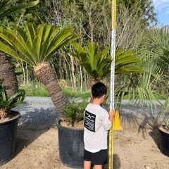 ソテツ2股。希少ソテツ