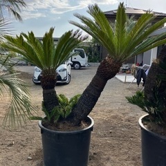 ソテツ2股。希少ソテツ