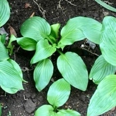 差し上げます☆ ギボウシ(ホスタ)の苗