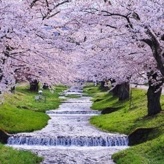 【現7.8名】4/21東京発で阿智村の花桃か福島の桜旅@旅仲間さん募集