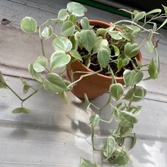 【募集中】観葉植物 鉢ごと