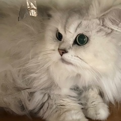 純血 ペルシャ猫 どなたか引き取って頂けませんか？の画像