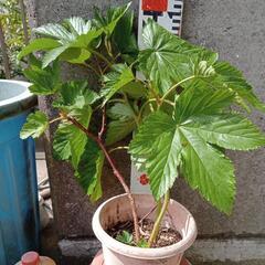 もみじ いちご 木苺 生食　ガーデニング