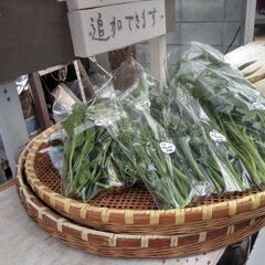 新鮮野菜かき菜、茎ブロッコリー各々50円を品出ししました。