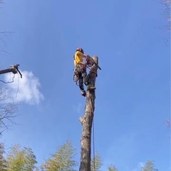 高木の剪定伐採　庭の管理