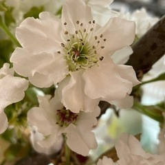 梨の剪定木を譲って頂ける方 - 習志野市