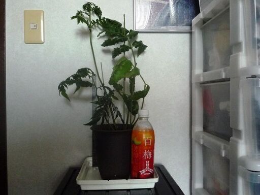 大株　リュウビンタイ