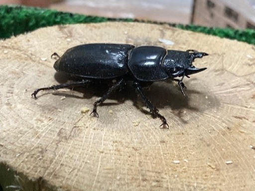 スマトラヒラタ　ハーキュリーT血統ヴォリアントALFA×MEGAZ ♂94.5mm♀51.7mm