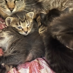 40匹の多頭飼育の家から15番目の一時保護猫ちゃんです。3/24赤ちゃん4匹産まれました！ − 三重県