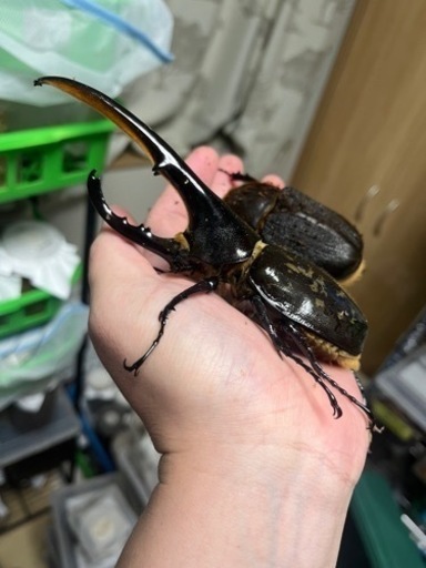 ヘラクレスオオカブト