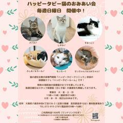 5月5日　動物病院の保護猫譲渡会
