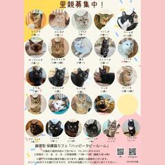 5月26日　動物病院の保護猫譲渡会 - 八尾市