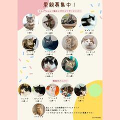 5月26日　動物病院の保護猫譲渡会 - その他