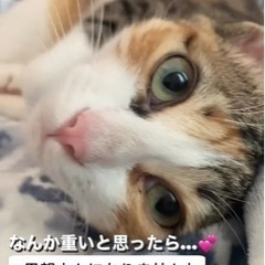 人間とママ猫が大好き三毛 − 福岡県