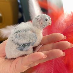 ウロコインコ　パイナップル　