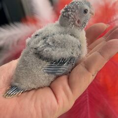 ウロコインコ　ブルーワキコガネ