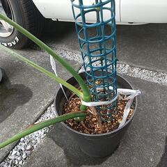 ③観葉植物　モンステラ🌿