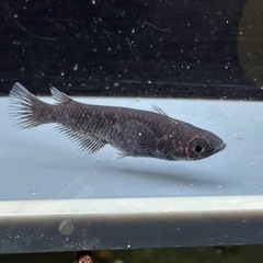 sold outメダカ 黒心龍🐉1ペア