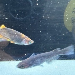 sold outメダカ 黒心龍🐉1ペア