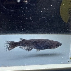 sold outメダカ 黒心龍🐉1ペア