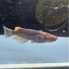 sold outメダカ 黒心龍🐉1ペア