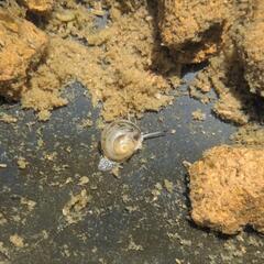 ヒメタニシの稚貝（5mm前後）