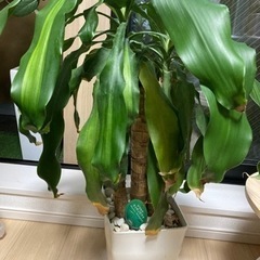 観葉植物　ドラセナ