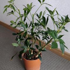 【受け渡し者決定】シェフレラ40センチ　観葉植物