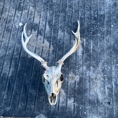 エゾシカの中古が安い！激安で譲ります・無料であげます｜ジモティー 