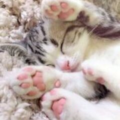 🐱ペットロス　通院中の方