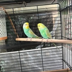 鳥 セキセイインコ インコ オス･メス