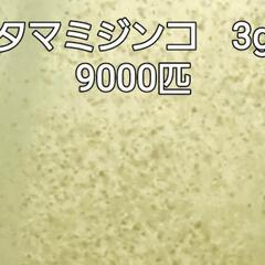 No.10　ﾀﾏﾐｼﾞﾝｺ　9千匹　魚の餌にどうぞ