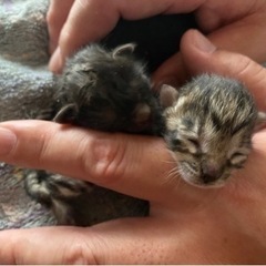 優しい飼い主さん見つかりました‼️4/17産まれの赤ちゃん猫です。の画像