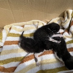 急募！赤ちゃん猫3匹。