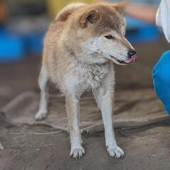 迷子メスの柴犬