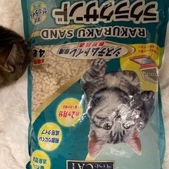 猫のエサ、トイレ用品の支援をお願いします - 買いたい/ください