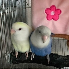 里親様募集（コザクラインコ雛）【決まりました‼︎】