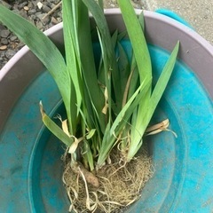 差し上げます。植物　球根