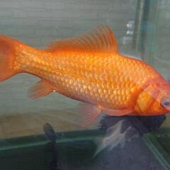 金魚  (4200900)