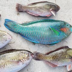 🎣魚釣りのサポートします。🎣沖縄出身・釣りインストラクター資格保...