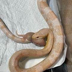 コーンスネーク飼育セット