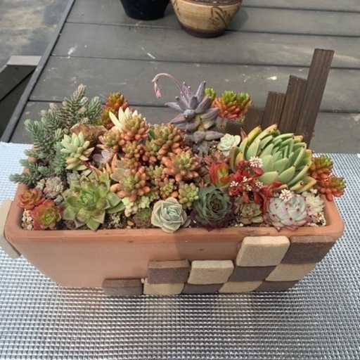 多肉植物の寄せ植えです